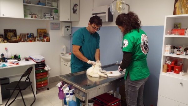 Cabinet veterinar Izzy-Vet