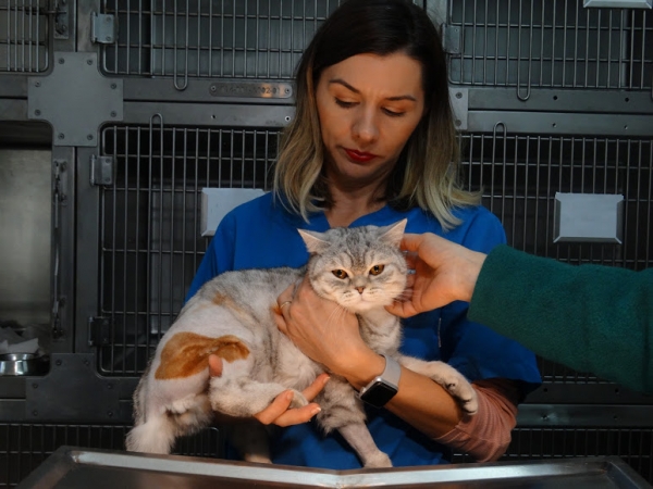 Veterinary Westernvet Corbeanca