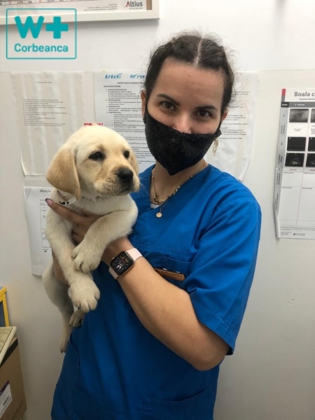 Veterinary Westernvet Corbeanca