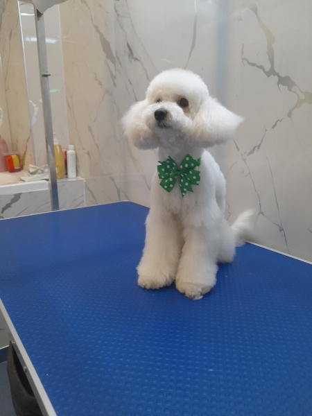 Cabinet veterinar Hani Vet Oltenitei sector 4