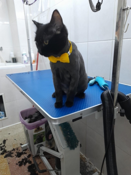 Cabinet veterinar Hani Vet Oltenitei sector 4