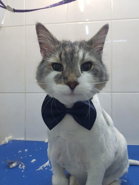 Cabinet veterinar Hani Vet Oltenitei sector 4
